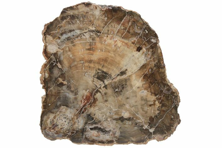 Triassic, Petrified Wood (Araucaria) Slab - Madagascar #207384